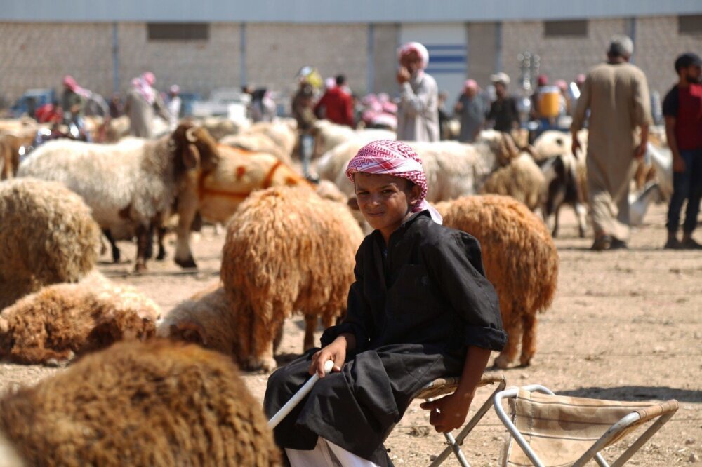 انخفاض أسعار الأضاحي في سوريا 15% مقارنة بالعام الماضي رغم ارتفاع سعر الكيلو مؤخراً
