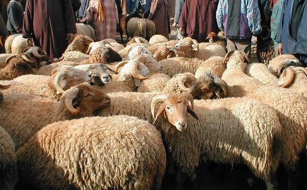القنيطرة: انخفاض حاد في أسعار الأضاحي والإقبال عليها ضعيف بسبب الأوضاع الاقتصادية
