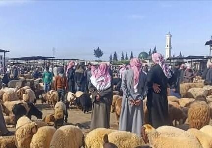حماة تستقبل عيد الأضحى بإقبال متزايد على شراء الأضاحي وسط تحسن ملحوظ في السوق
