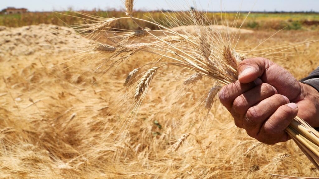 طرطوس: تسويق 10 آلاف طن من القمح بفضل مكافآت تشجيعية غير مسبوقة للمزارعين