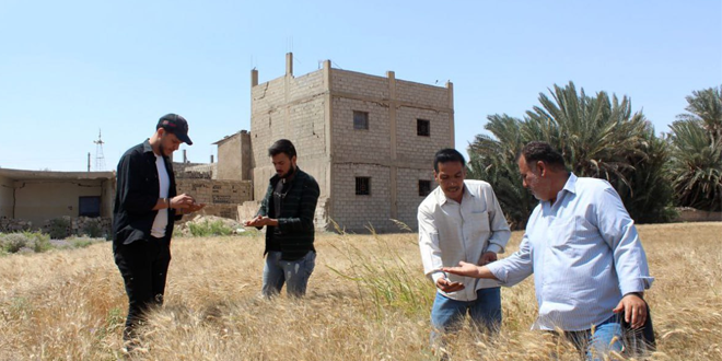 دير الزور: استلام أكثر من 700 طن من القمح من مزارعي المحافظة منذ بداية الشهر