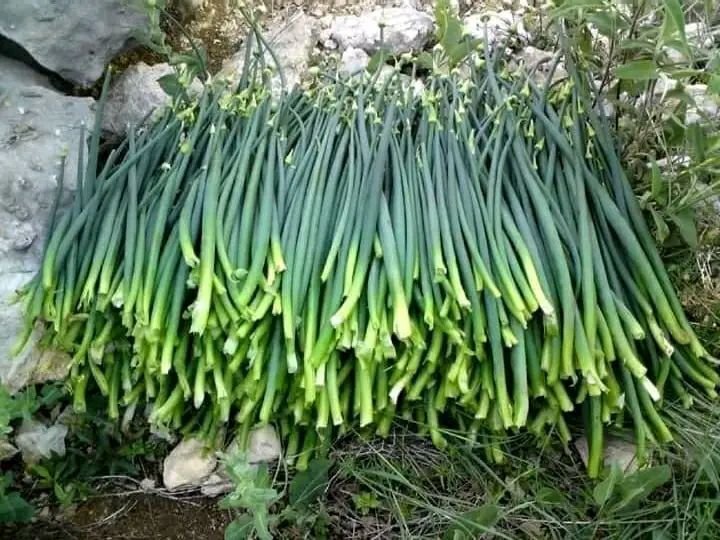 قراعيب البصل: وصفة ساحلية بسيطة تصنع الحياة في ظل الظروف الصعبة
