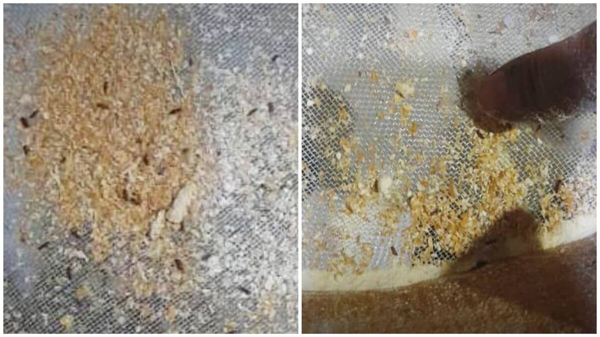 غضب في دوما بسبب طحين ملوث بالسوس: مطالب بالتحقيق ومحاسبة المسؤولين