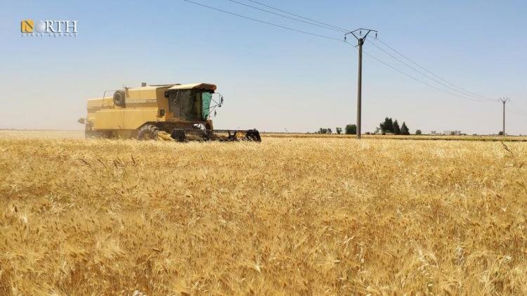السورية للحبوب تحفز المزارعين: مكافأة 130 دولار للطن الواحد من القمح