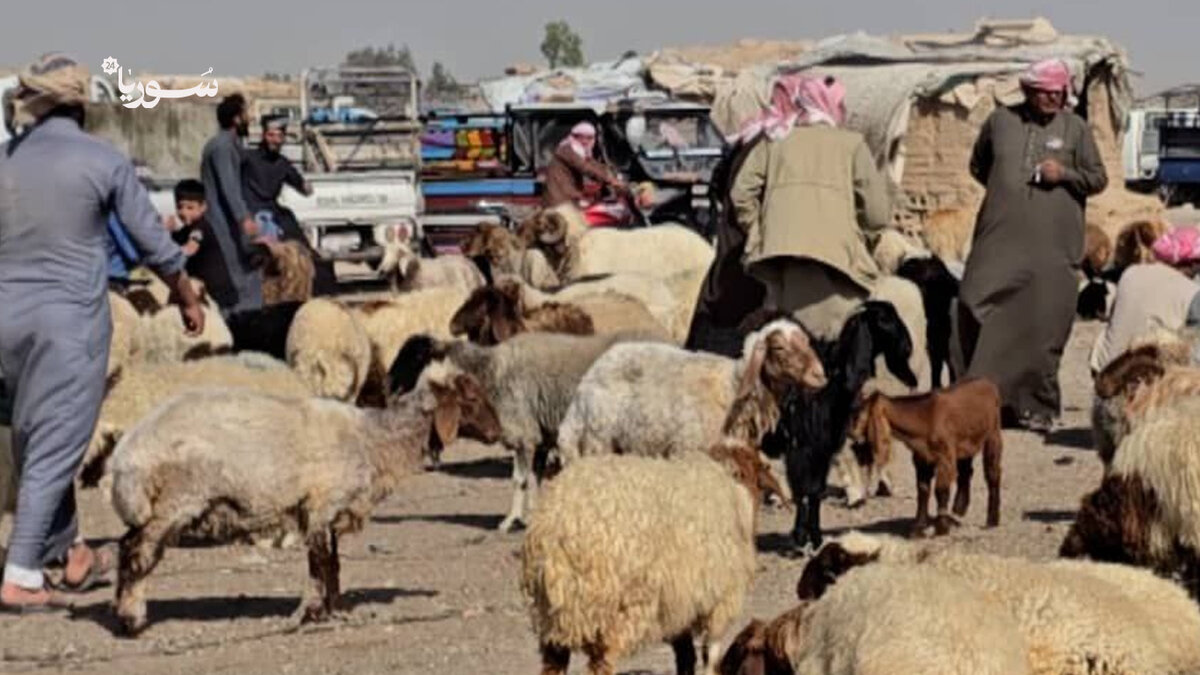 انتعاش أسواق الأضاحي في دير الزور مع انخفاض الأسعار: عودة طقوس العيد رغم الظروف الصعبة