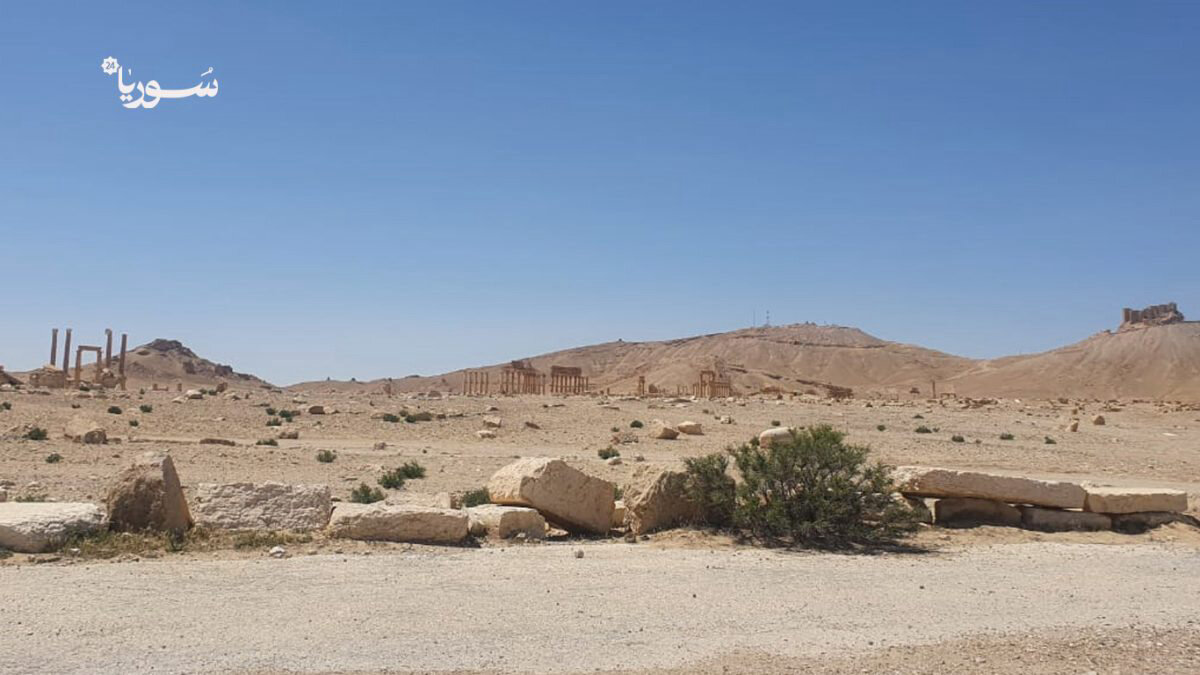تدمر تستعيد أمنها: مبادرة مجتمعية واسعة لجمع السلاح وحصره بيد الدولة