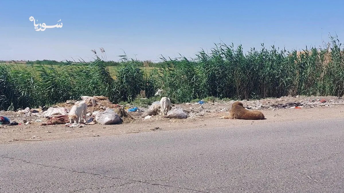 الرقة: ذعر في ريف الرقة الشرقي بسبب الكلاب الشاردة وتراكم النفايات