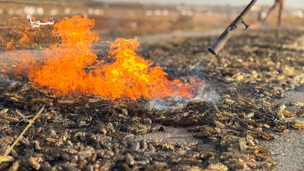 الفريكة: موسم الخير يعود إلى حقول حلب وإدلب ليمنح الأمل وسط رماد الحرب
