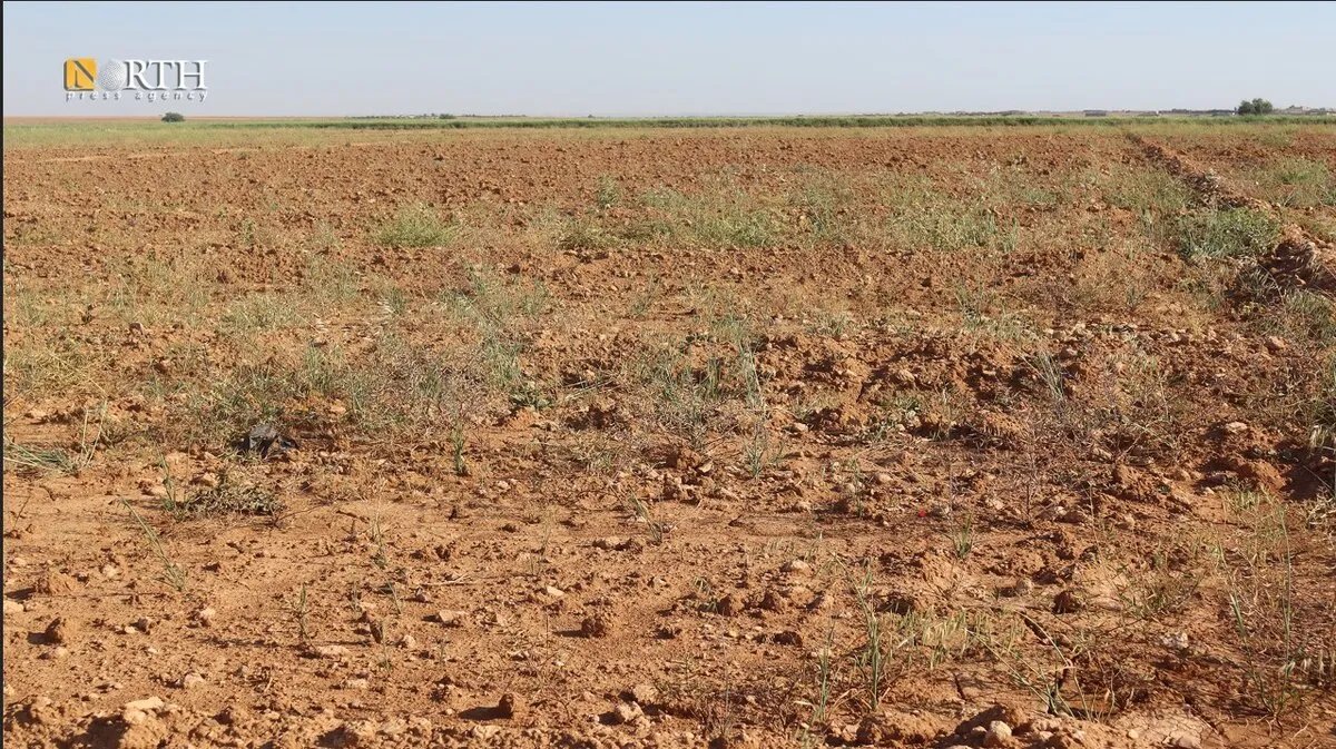 جفاف وتقلبات مناخية تضرب محصول الكمون في الحسكة وتكبّد المزارعين خسائر فادحة