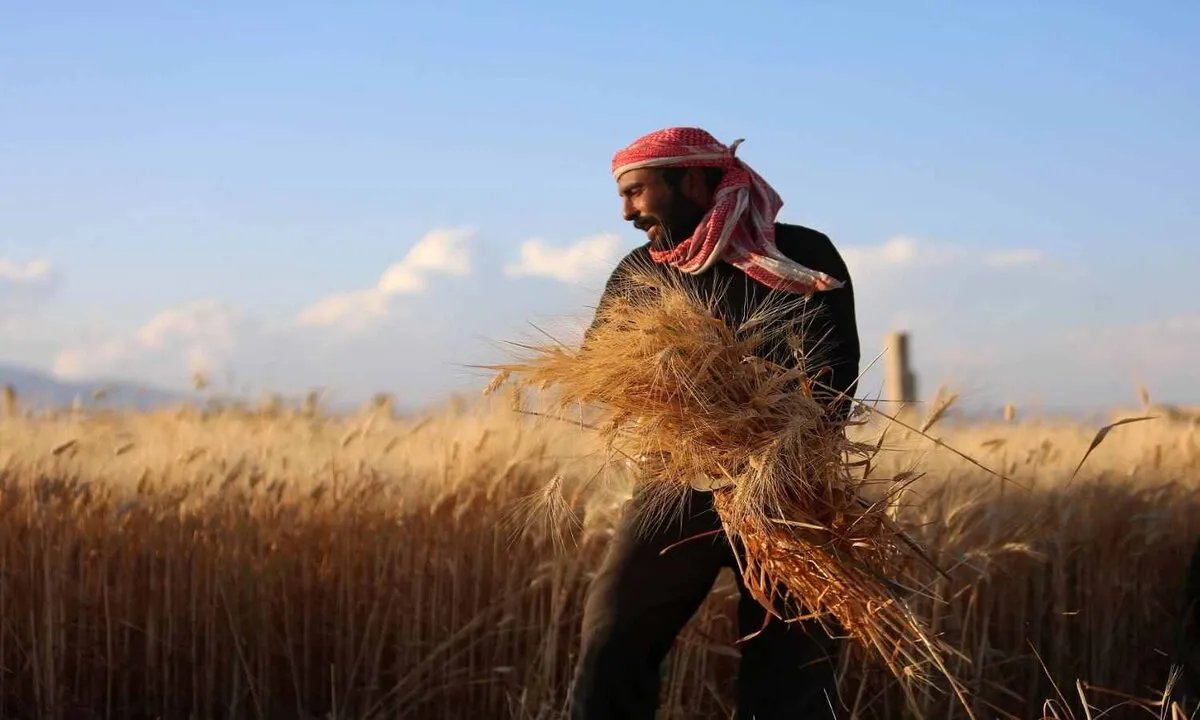 الأمم المتحدة تحذر: الجفاف يهدد الأمن الغذائي لملايين السوريين