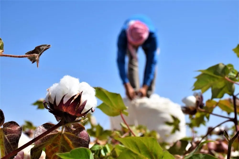 انهيار زراعة القطن في سوريا: من الاكتفاء الذاتي إلى خطر الزوال