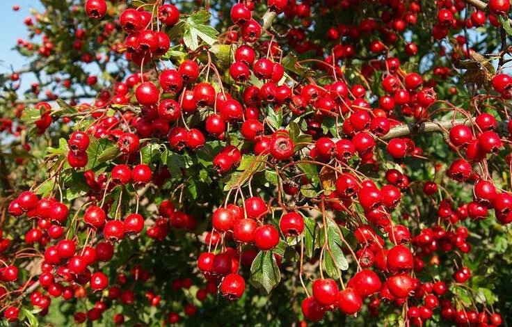 توت الزعرور: 9 فوائد صحية مذهلة.. ولكن مرضى القلب يجب أن ينتبهوا!