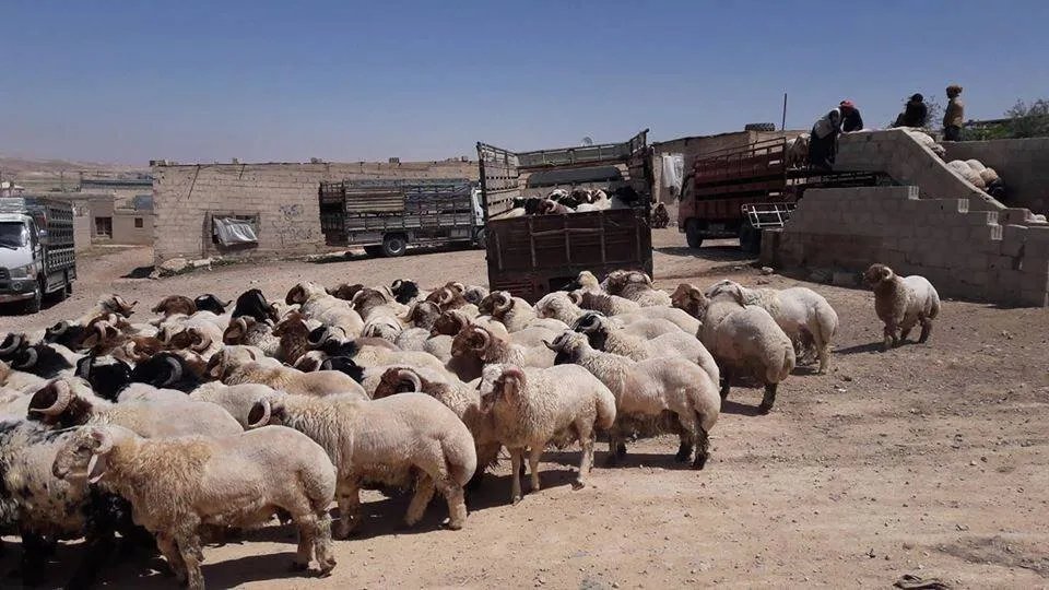 حلب تستعد لعيد الأضحى: مجلس المدينة يواجه تحدي الذبح العشوائي للأضاحي