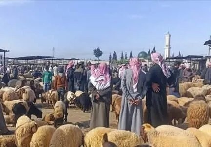 حماة تستقبل عيد الأضحى بإقبال متزايد على شراء الأضاحي وسط تحسن ملحوظ في السوق