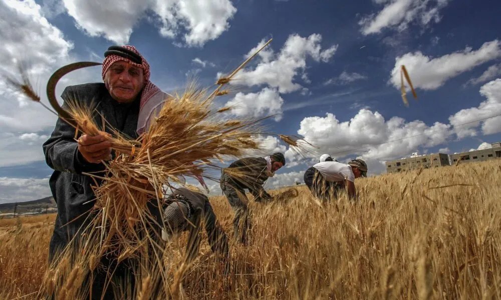 جدل حول سعر القمح الجديد في سوريا: هل يحقق العدالة للمزارعين أم يقل عن السعر العالمي؟