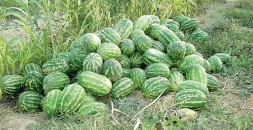 مزارعو البطيخ في دمشق ينتفضون ضد الاستيراد: هجوم على شاحنات لبنانية في سوق الهال