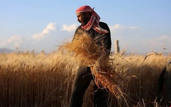 تحذير من "الفاو": الجفاف يهدد الأمن الغذائي لـ 16 مليون سوري