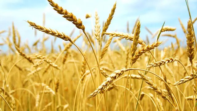 الجفاف يضرب سوريا: الفاو تحذر من أزمة غذاء تهدد الملايين