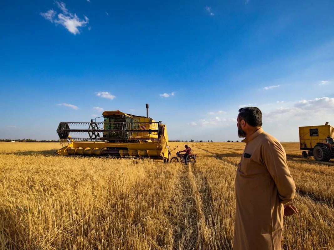 مناقصة ضخمة: سوريا تسعى لشراء 100 ألف طن قمح لتعزيز الأمن الغذائي ومواجهة التحديات الاقتصادية