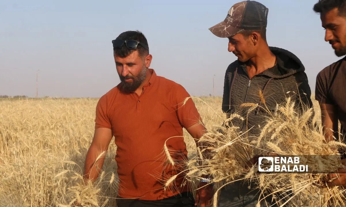 الجفاف يضرب محصول القمح في شمالي سوريا ويكبد المزارعين خسائر فادحة