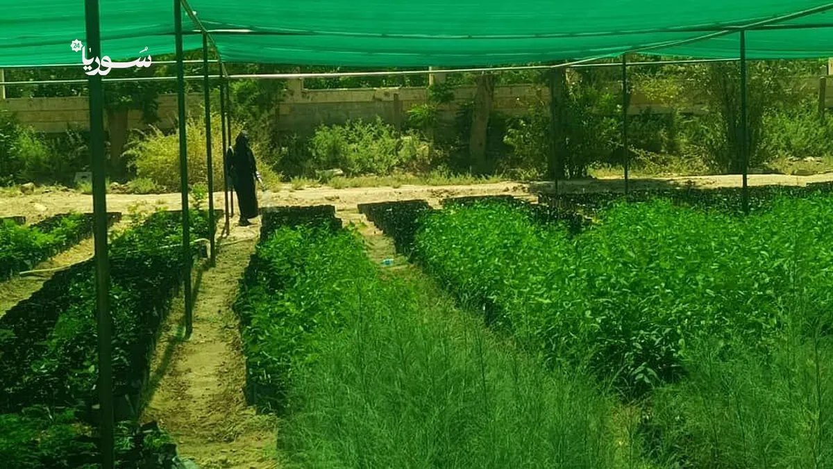 بصمت وعزيمة: نساء ريف دير الزور يقاومن لتعزيز الأمن الغذائي