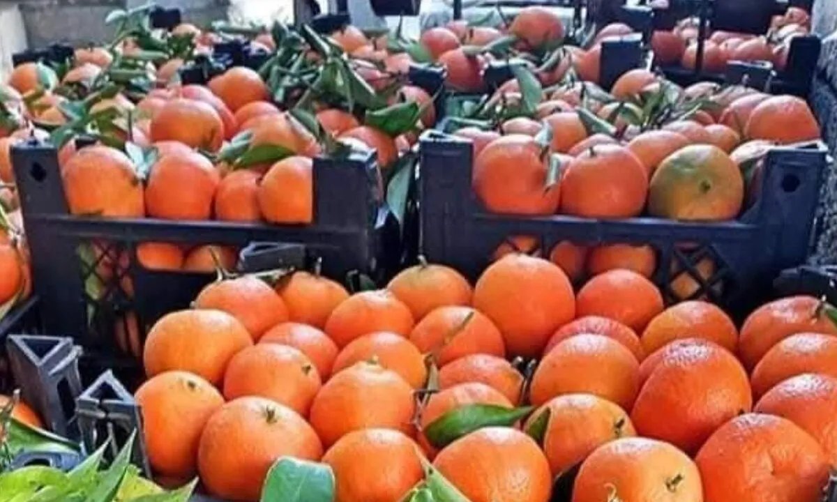 زراعة طرطوس تتوقع زيادة إنتاج الحمضيات للموسم الحالي