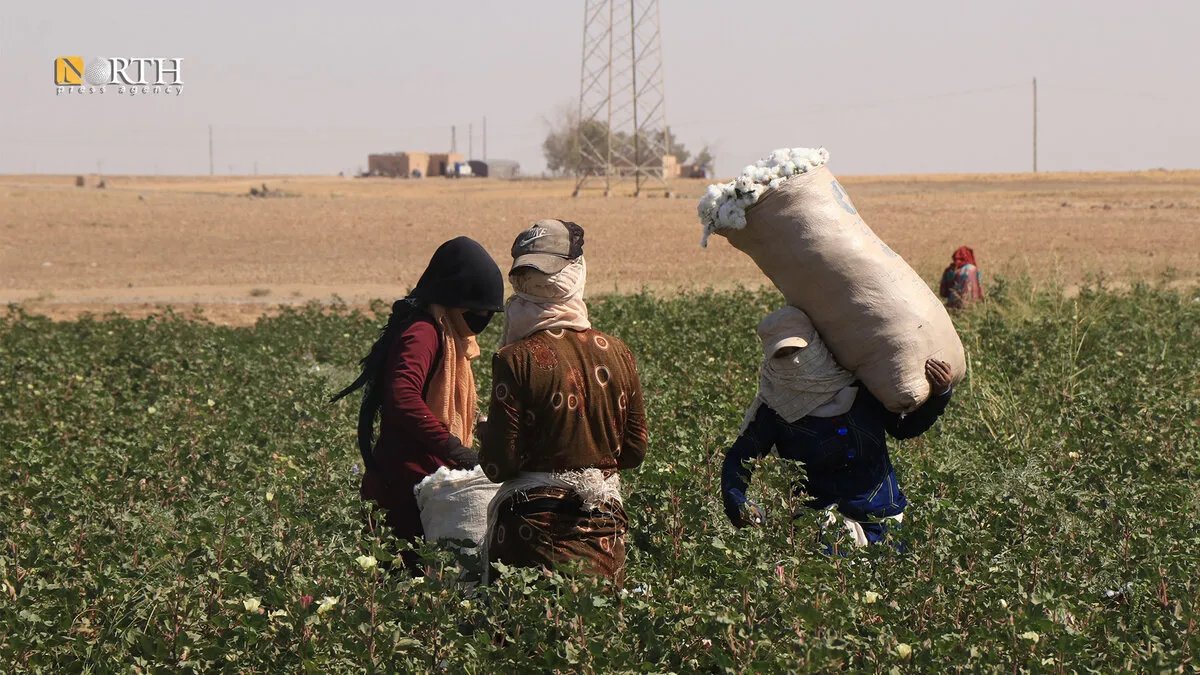 تراجع زراعة القطن في الجزيرة السورية بسبب الجفاف وتكاليف الإنتاج.. الإدارة الذاتية تكشف عن المساحات المزروعة