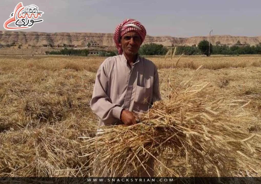 تحذير: أسوأ موجة جفاف منذ 36 عاماً تهدد الأمن الغذائي لنصف سكان سوريا
