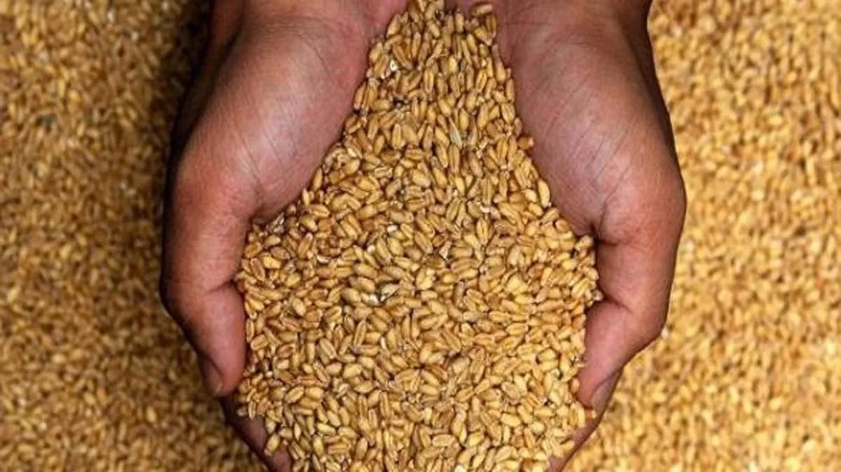 سوريا تطرح مناقصة لشراء 200 ألف طن من القمح لتأمين الاحتياجات المحلية