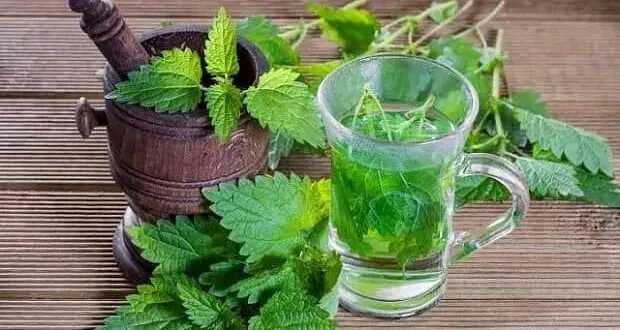اكتشافات حديثة تعيد إحياء عشبة القريص: من لسعة مؤلمة إلى علاج شافٍ