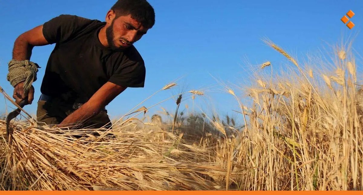 تسهيلات جديدة لدعم زراعة القمح في سوريا وصرف فوري للفلاحين مع توقعات بانخفاض الإنتاج