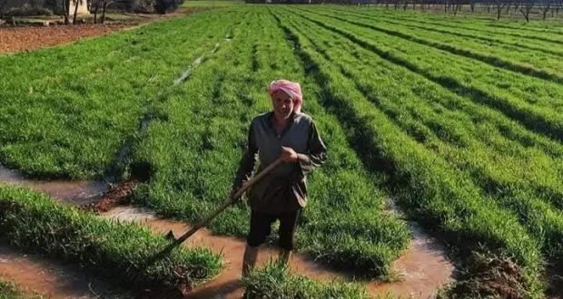 الزراعة السورية في خطر: غياب الإرشاد والبحوث يفاقم أزمات المزارعين