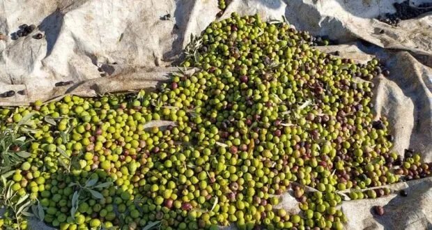 إنقاذ زيت الزيتون السوري: استراتيجية عاجلة لتلبية السوق وتعزيز الصادرات