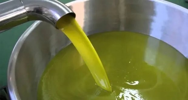 مزارعو حماة يتخوفون من سرقة الزيتون وارتفاع الأسعار ويسارعون بالقطاف المبكر