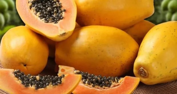 البابايا: فاكهة استوائية واعدة تدعم زراعة الحمضيات في الساحل السوري