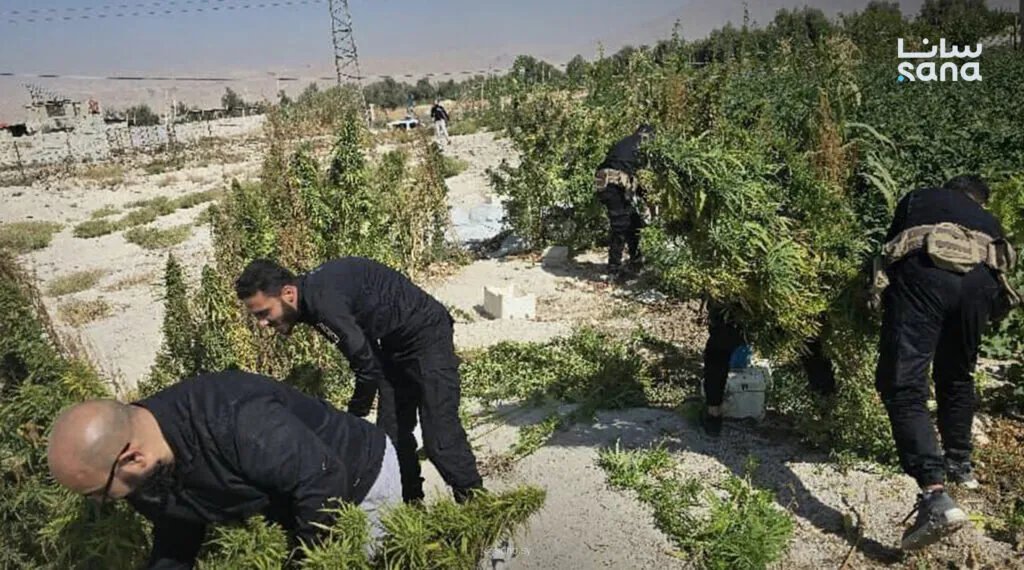 مكافحة المخدرات تضبط مزرعة قنب في دوما وتلقي القبض على المتورطين