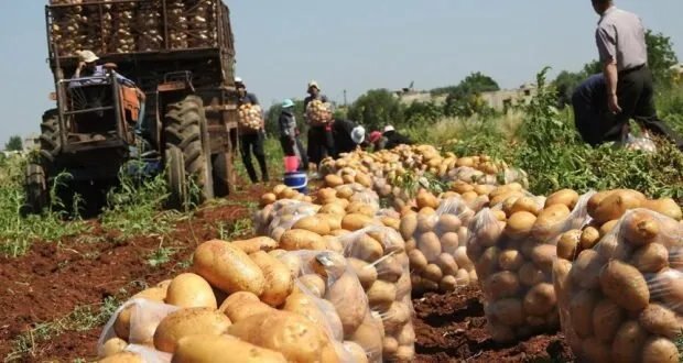 قفزة نوعية في الصادرات السورية: زيادة بنسبة 39% خلال تسعة أشهر وجمعية المصدرين الزراعيين تعزز دورها
