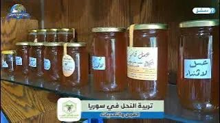 تربية النحل في سوريا: فرص واعدة وتحديات تواجه النحالين
