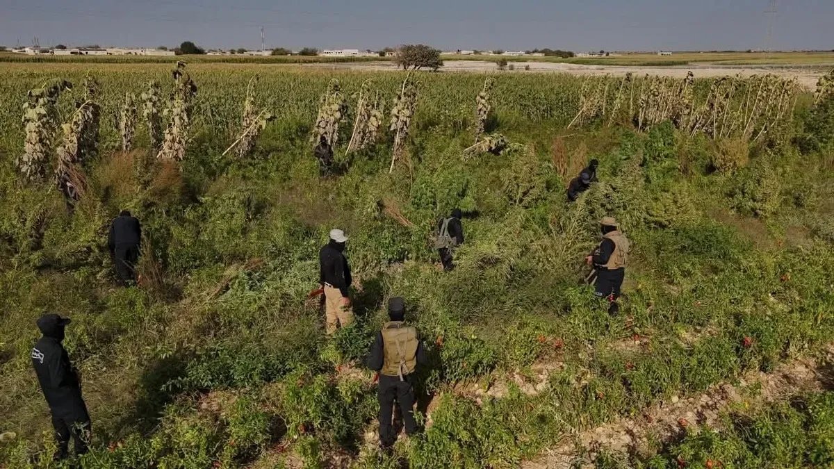 الداخلية السورية تداهم مزرعة ضخمة لإنتاج القنب والحشيش وتلقي القبض على المتورطين