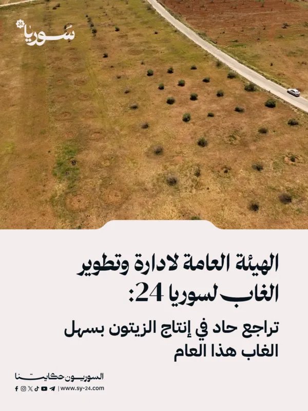 تراجع حاد في إنتاج زيت الزيتون بسهل الغاب: أرقام صادمة تكشف حجم الخسائر