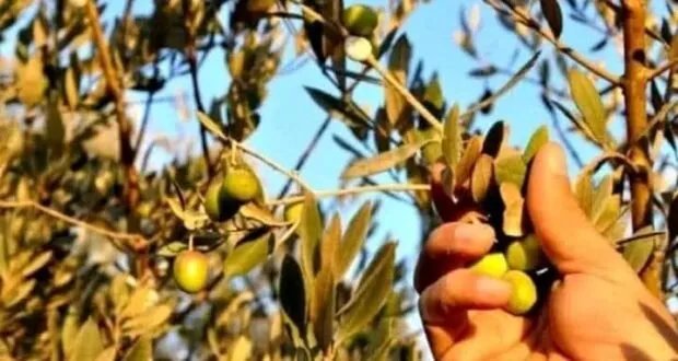 إرشادات ذهبية لإنتاج زيت زيتون فاخر: نصائح الخبراء من طرطوس