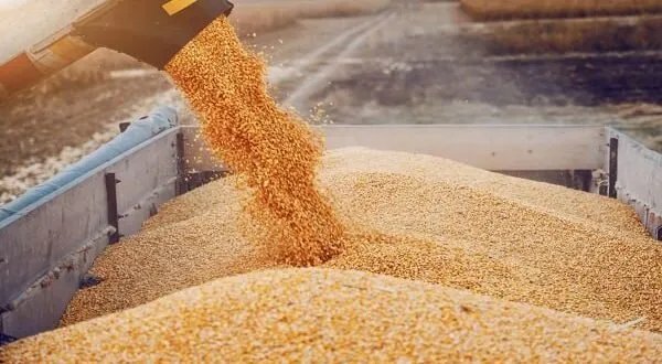 أزمة القمح في سوريا: من واقع مرير إلى تهديد للأمن الغذائي.. هل تنجح خطة 2026؟