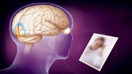 اكتشاف جزيء "KIBRA" في الدماغ قد يفتح آفاقاً جديدة لعلاج الزهايمر