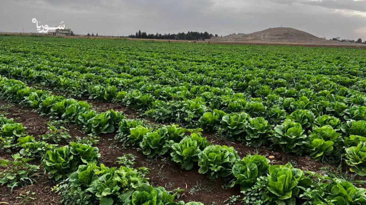 في ريف القامشلي: زراعة الخس تتصدر المشهد كبديل مربح للمحاصيل التقليدية