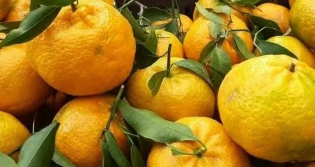 تقلبات المناخ والوسطاء يهددون أرباح مزارعي الحمضيات في طرطوس: توقعات بإنتاج يتراوح بين 150 و170 ألف طن