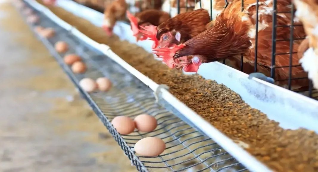 صدمة في قطاع الدواجن السوري: ارتفاع التكاليف بنسبة 37% بعد تعديل أسعار الكهرباء