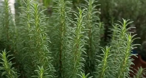 إكليل الجبل: نبتة الطاقة الإيجابية والعطر الفوّاح لمنزلك