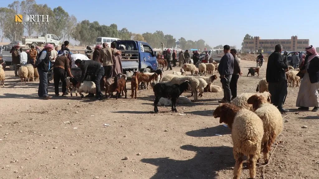 الحسكة: الجفاف يهدد الثروة الحيوانية وارتفاع أسعار الأعلاف يزيد الأزمة