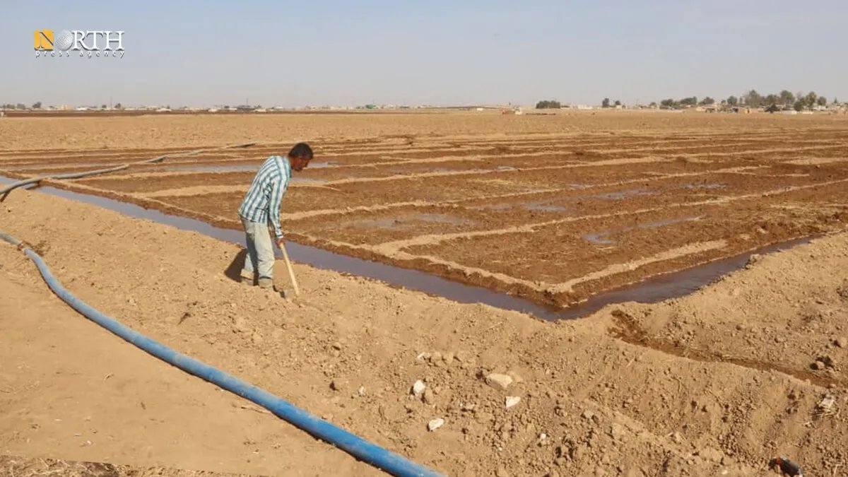 جفاف يهدد زراعة القمح والشعير في ريف الحسكة والمزارعون يعزفون عن الزراعة