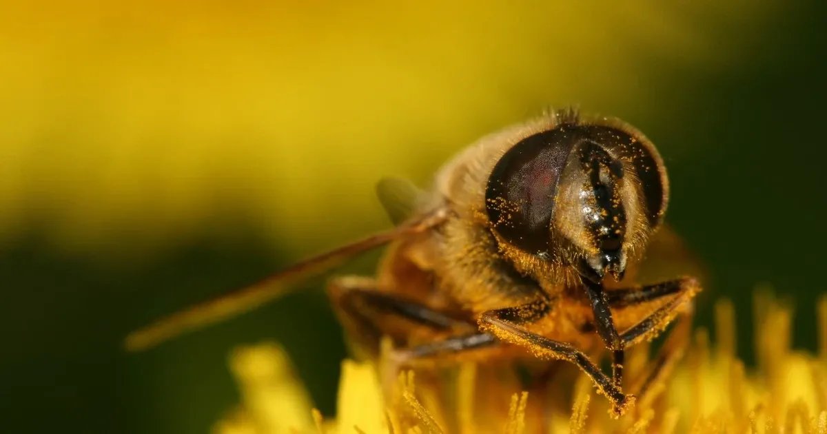 قرصة النحل: فوائد طبية مذهلة وتأثيرات علاجية محتملة